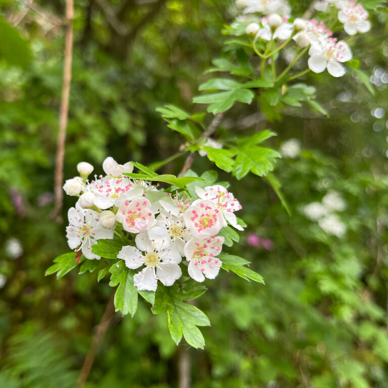 Flower, Burnsall, North Yorkshire